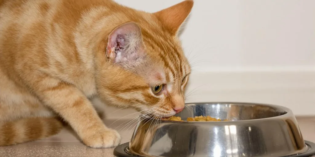 Cat Food Benefits: Decoding Labels to Choose the Best for Your Feline