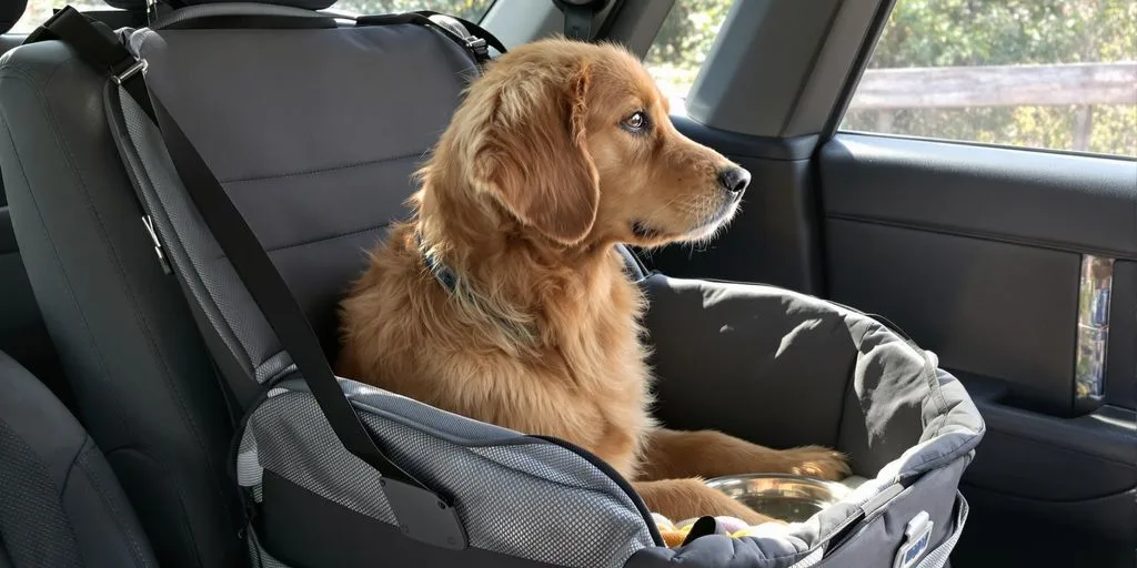 Travel Essentials: Making Trips with Your Pet Safe Pet Travel and Comfortable